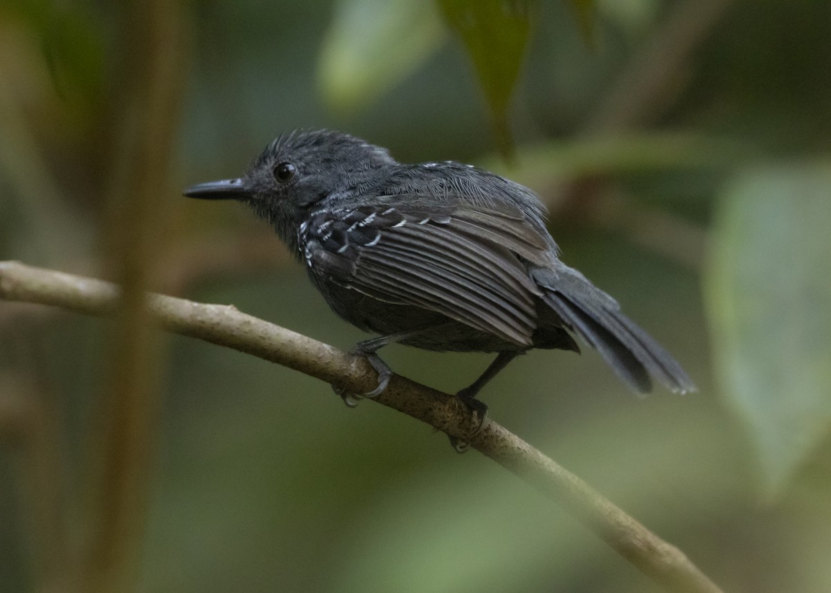 Willis's Antbird - ML593998741