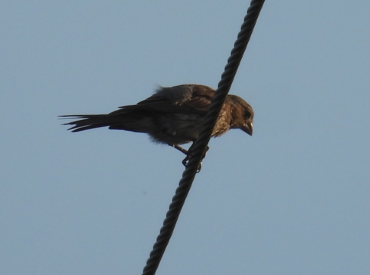 Red-winged Blackbird - ML593999011