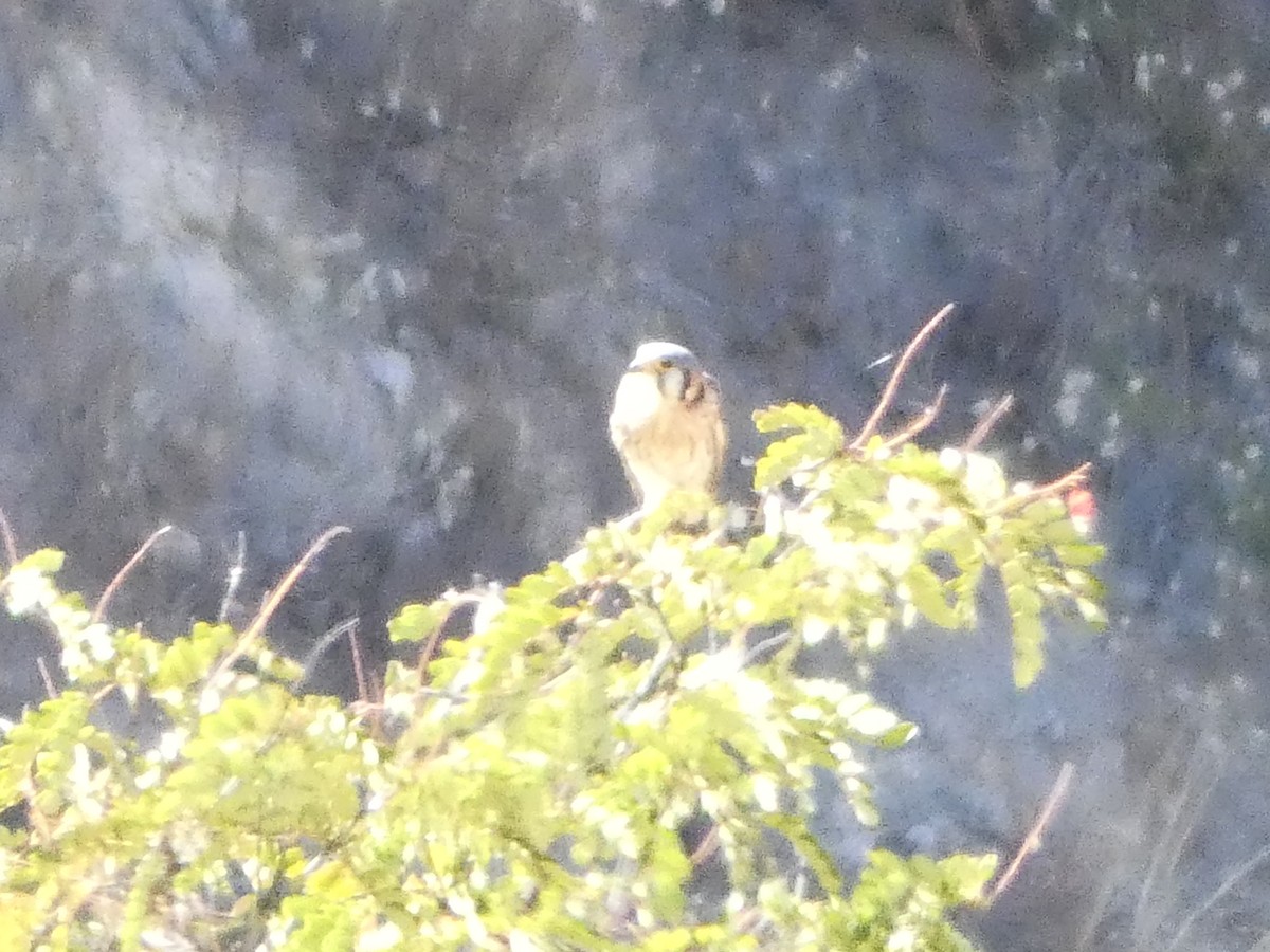 American Kestrel - ML594000131