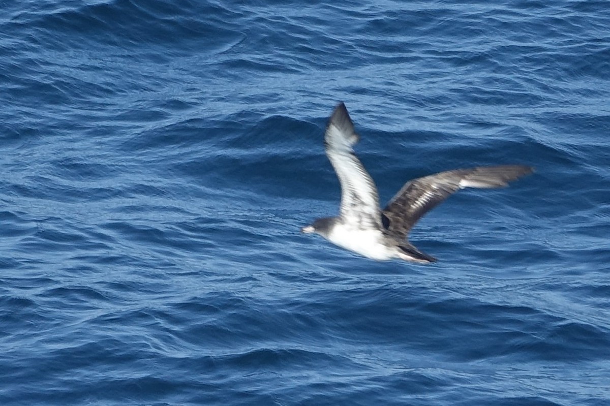 Pink-footed Shearwater - ML594000741