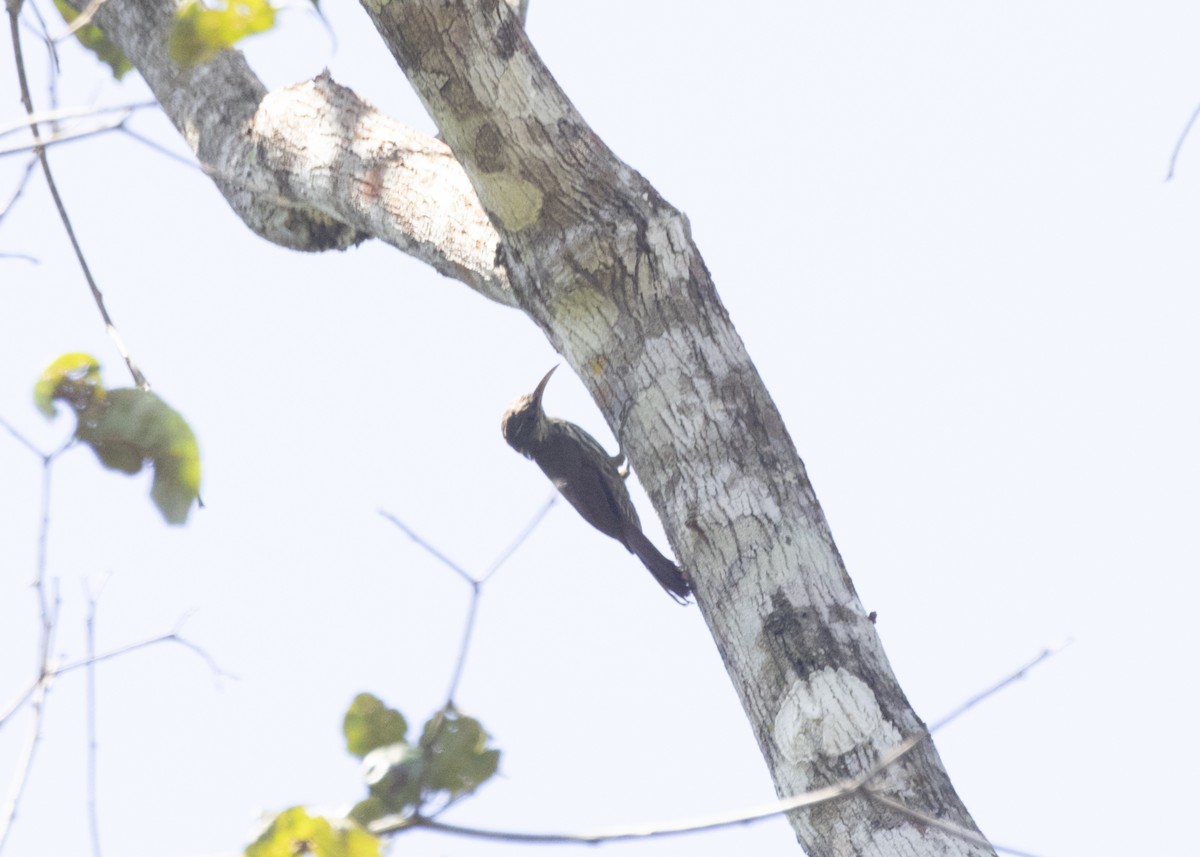 Dusky-capped Woodcreeper (Layard's) - ML594000811