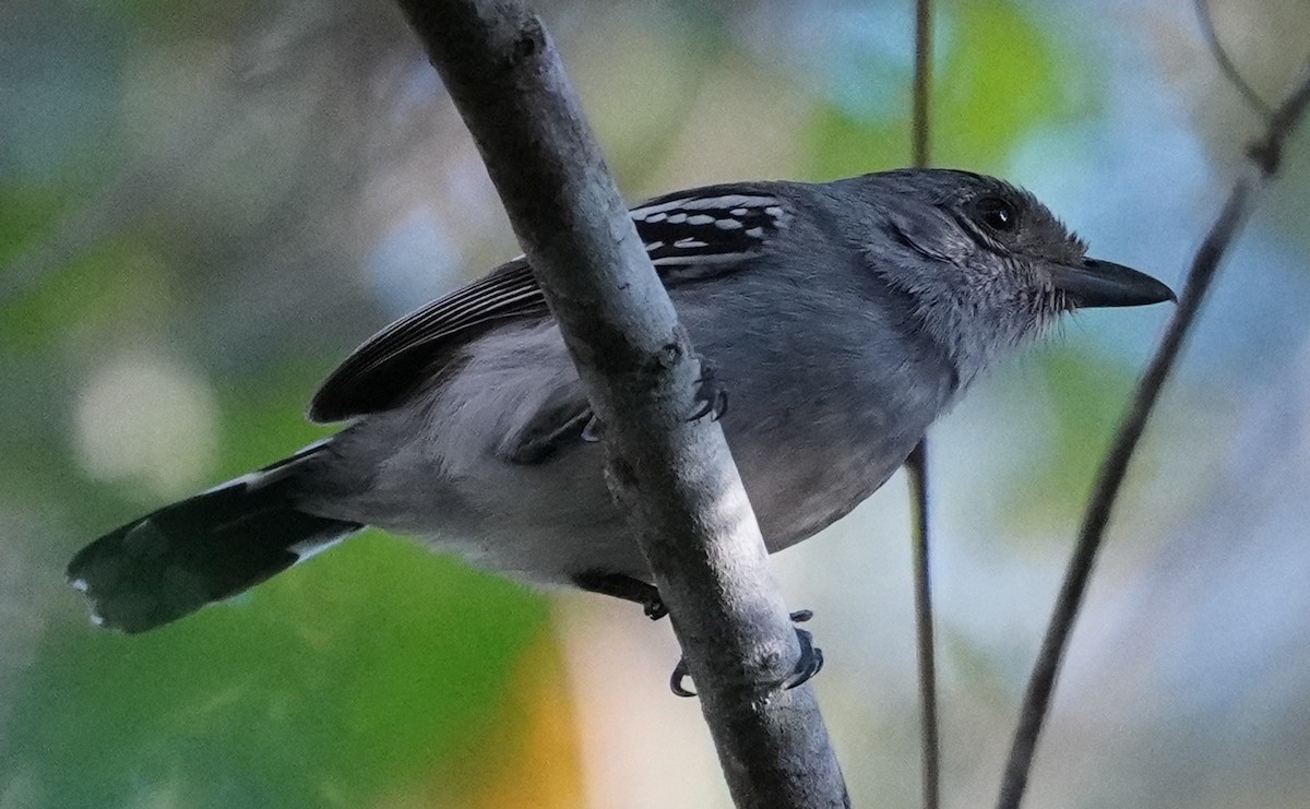 Planalto Slaty-Antshrike - Georges Kleinbaum