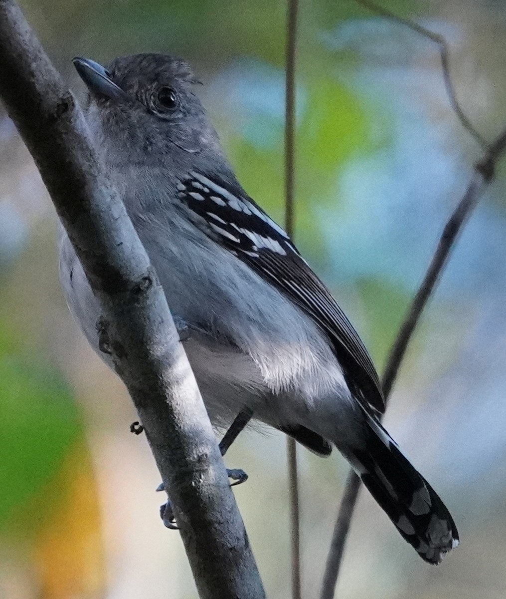 Planalto Slaty-Antshrike - Georges Kleinbaum