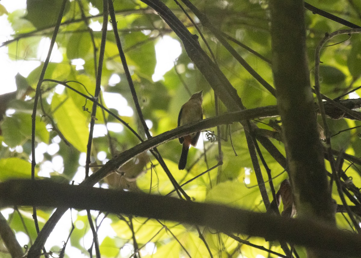 Rose-breasted Chat - Silvia Faustino Linhares