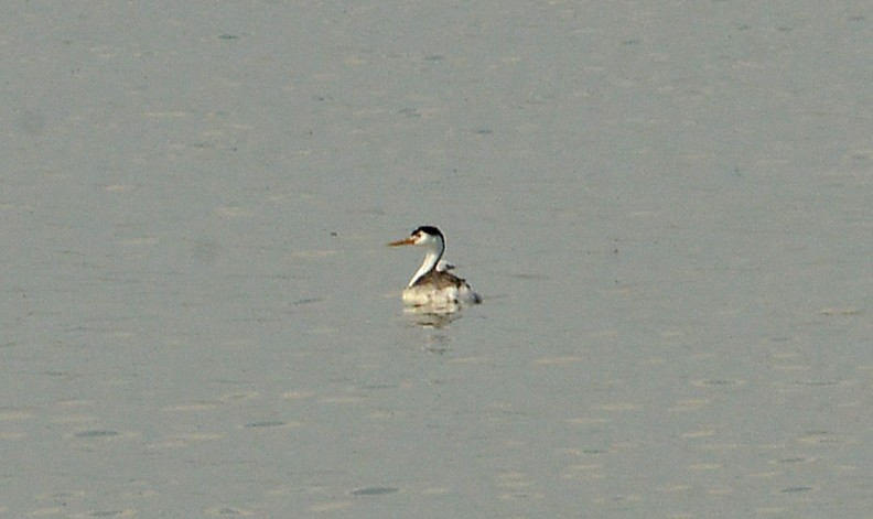 Clark's Grebe - ML594002031