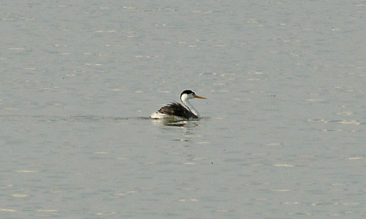 Clark's Grebe - ML594002041