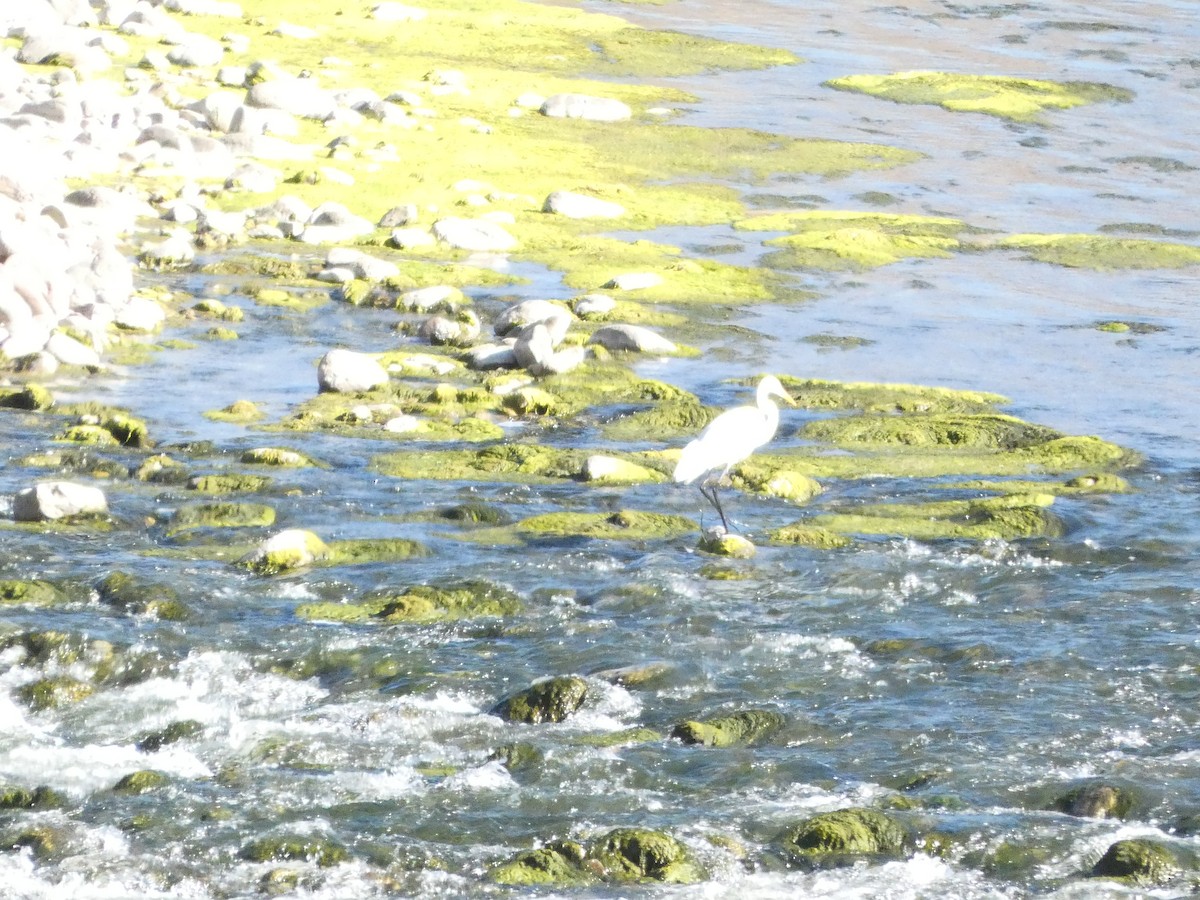 Western Cattle Egret - ML594002831