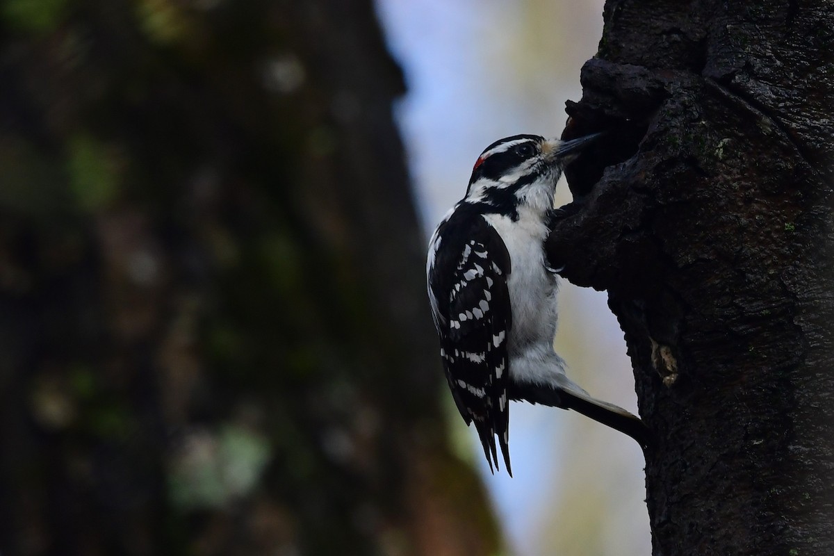 Downy Woodpecker (Eastern) - ML594002841