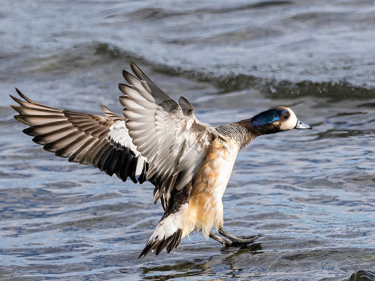 Chiloe Wigeon - ML594003481