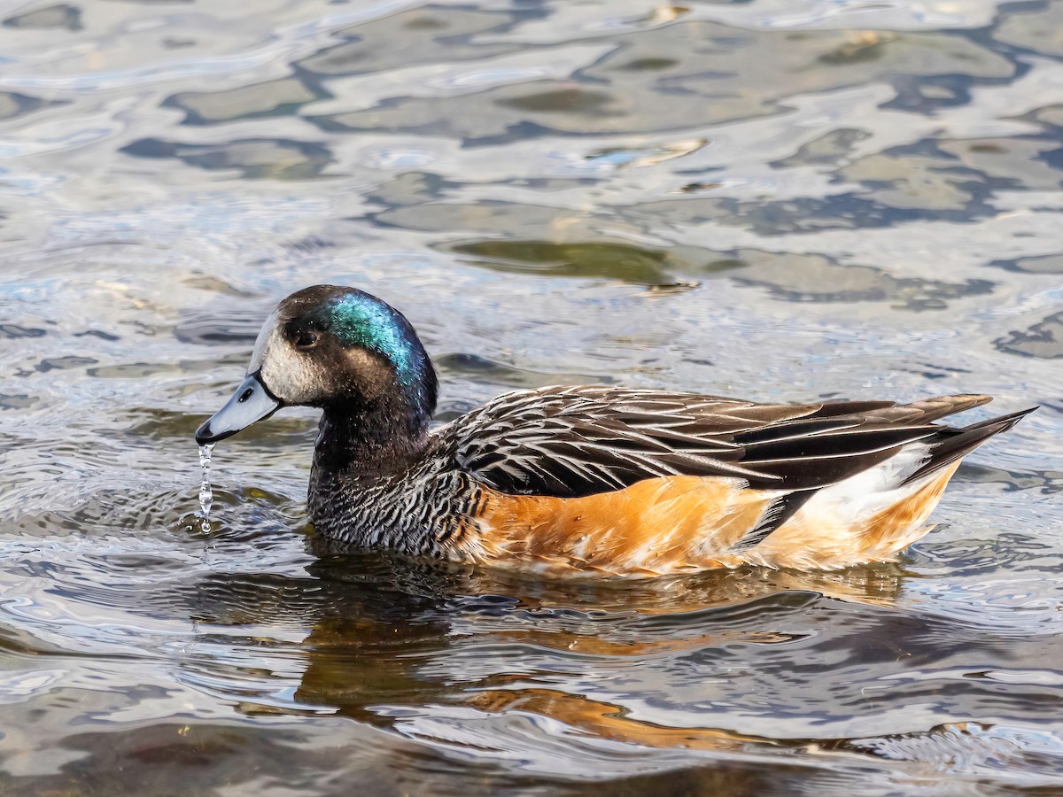 Chiloe Wigeon - ML594003491