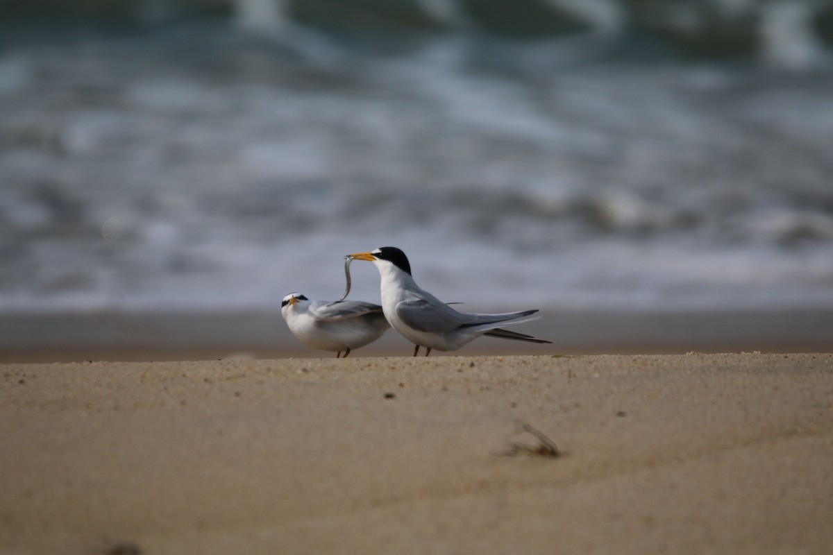 Least Tern - ML59400361