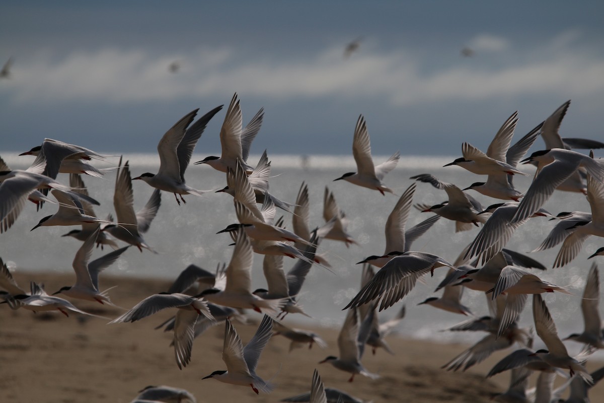 Roseate Tern - ML59400731