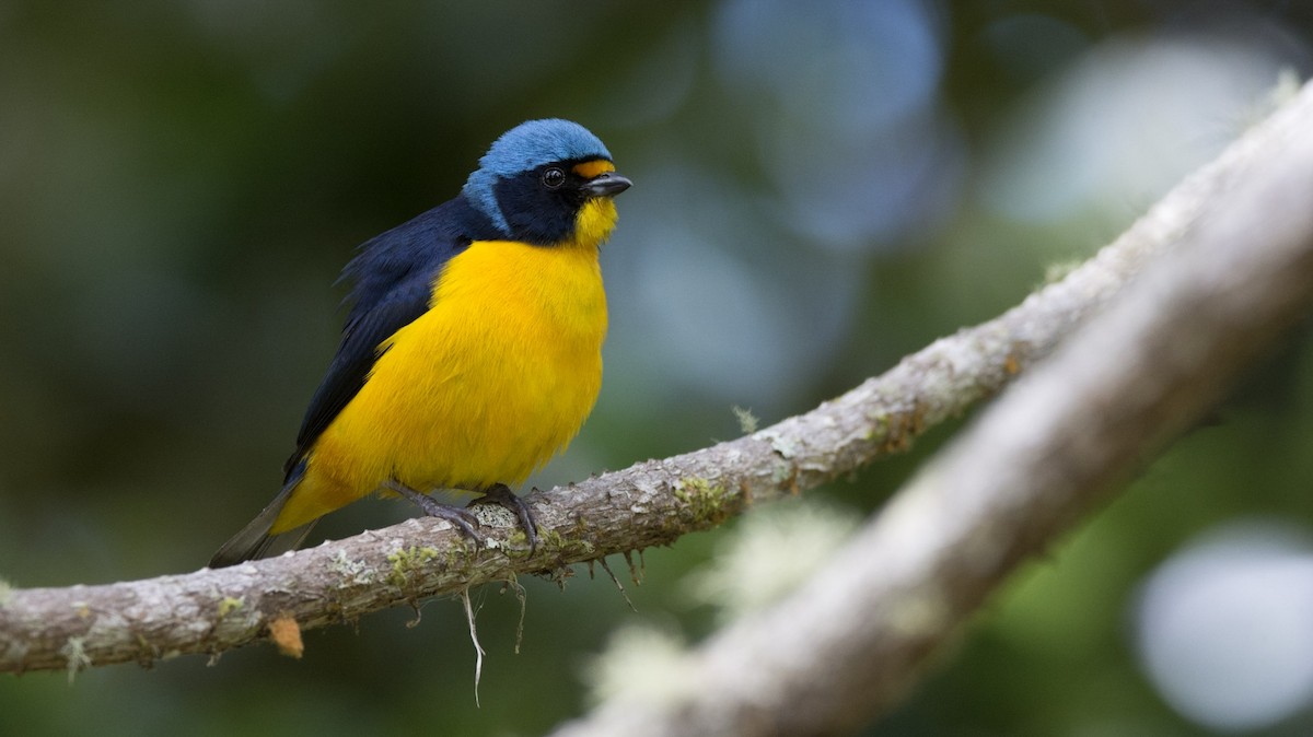 Puerto Rican Euphonia - William Rios-Maldonado