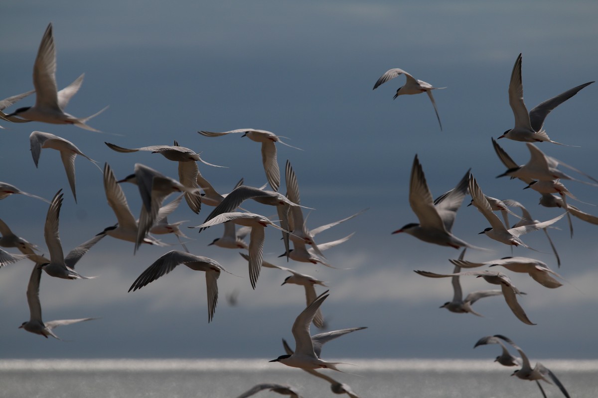 Roseate Tern - ML59400741