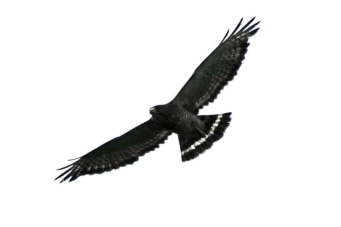 Broad-winged Hawk - ML594008741