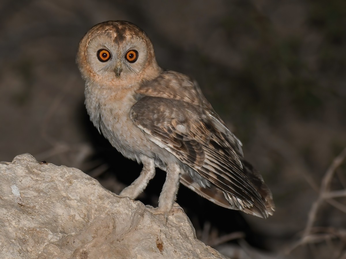 Desert Owl - eBird