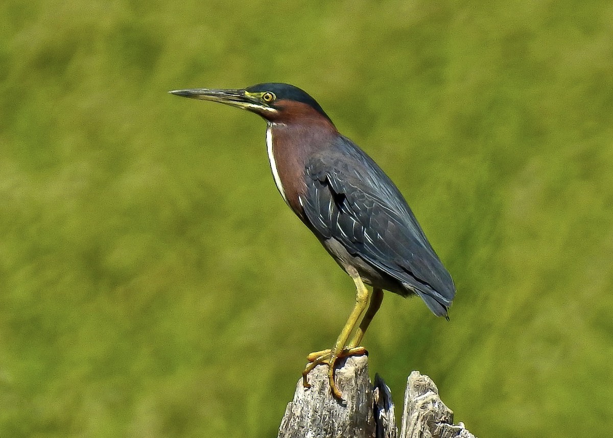 Green Heron - ML594009721