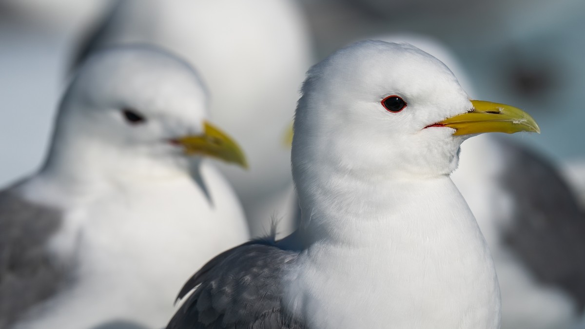 Black-legged Kittiwake - ML594010111