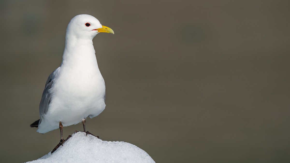 Black-legged Kittiwake - ML594010121