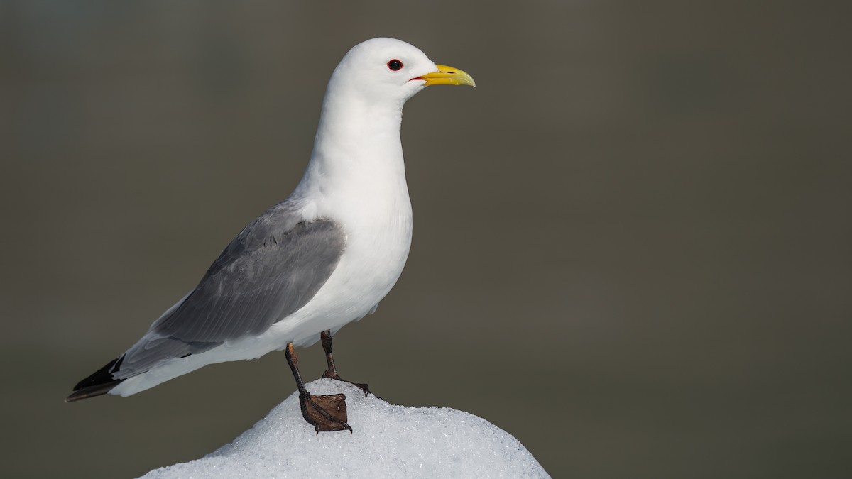 Black-legged Kittiwake - ML594010141