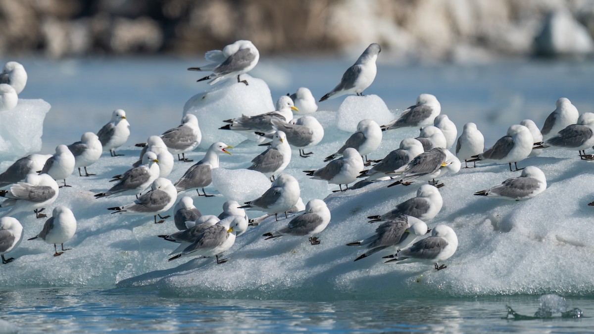 Black-legged Kittiwake - ML594010151