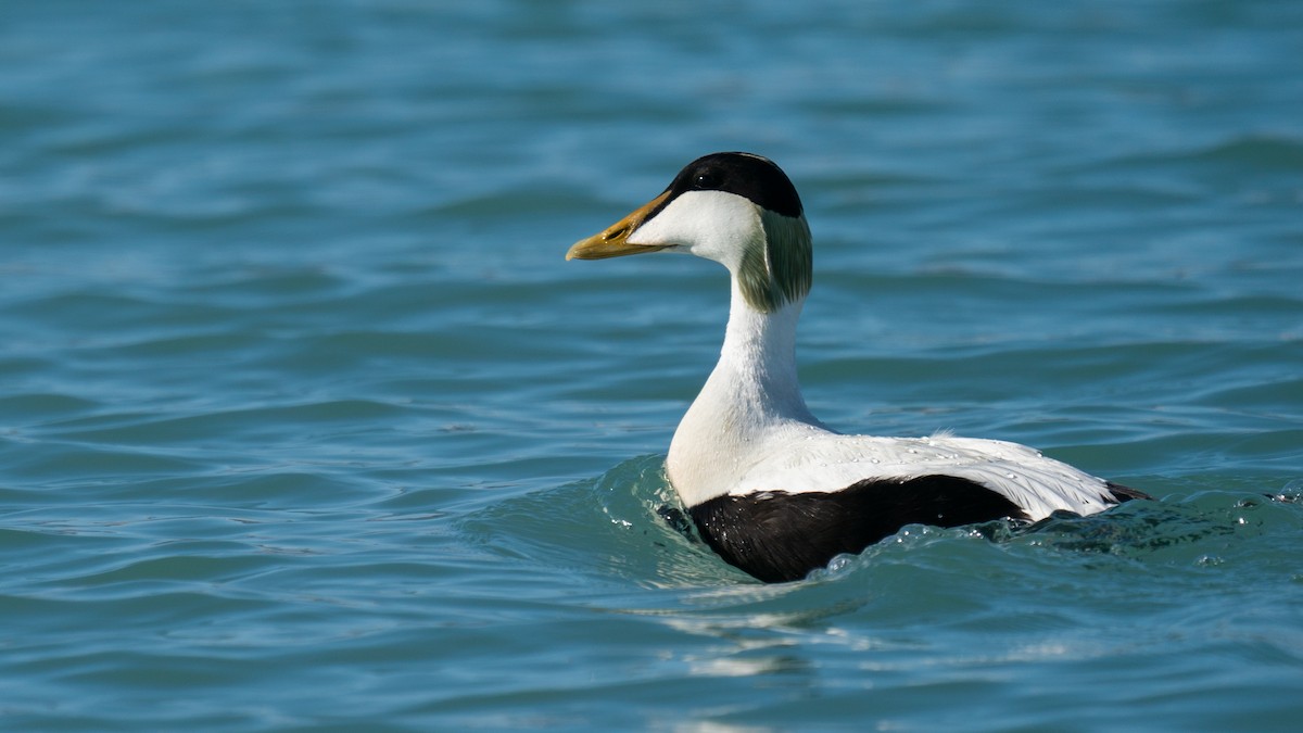 Common Eider - ML594010201