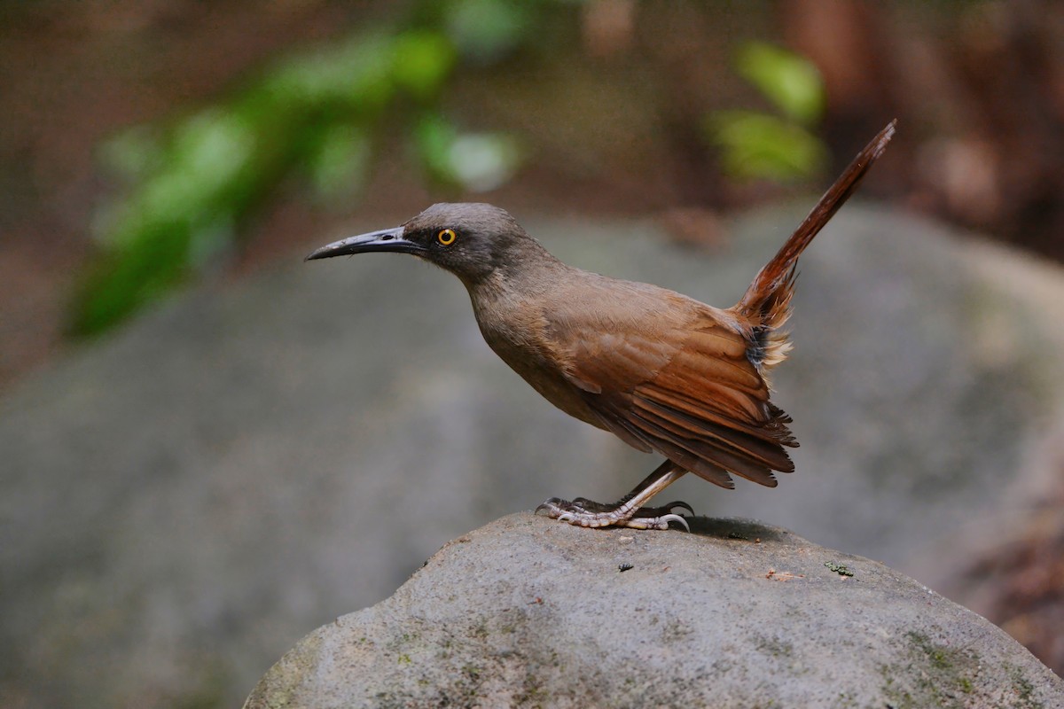 Brown Trembler - ML594010731