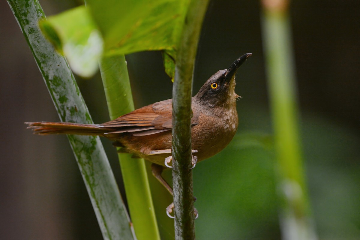 Brown Trembler - ML594010761