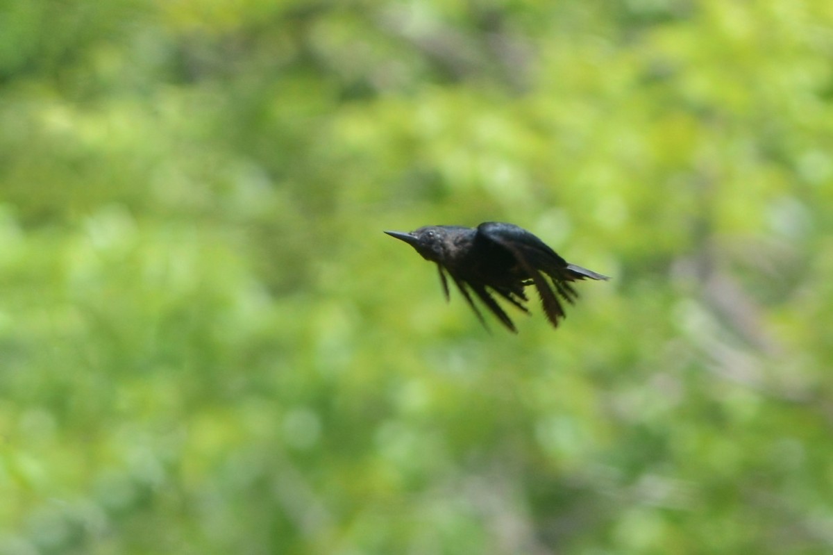 Guadeloupe Woodpecker - David Hollie