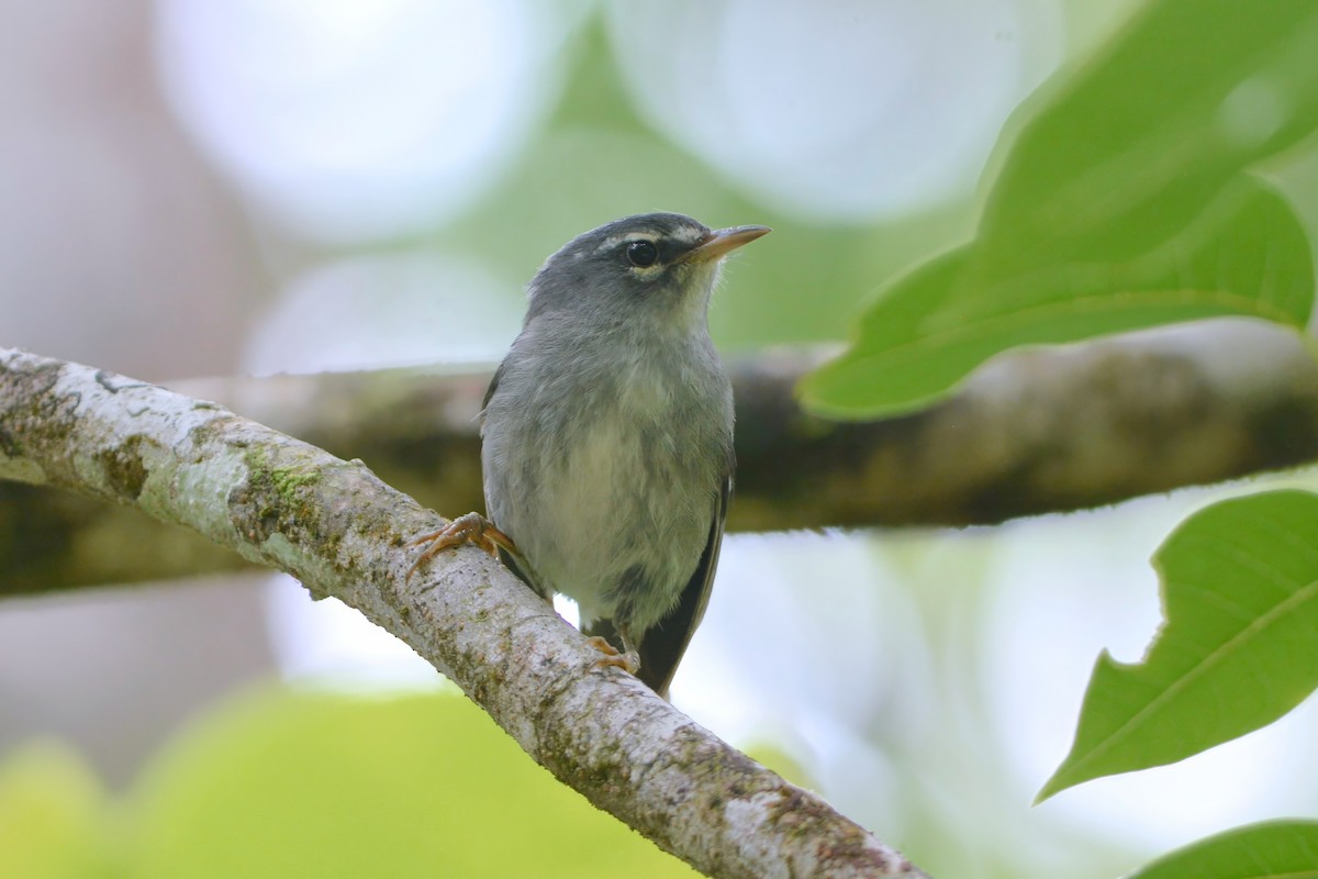 Plumbeous Warbler - ML594011831