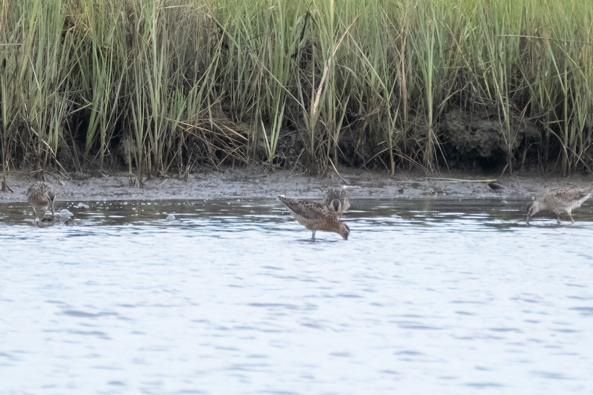 Short-billed Dowitcher - ML594012371