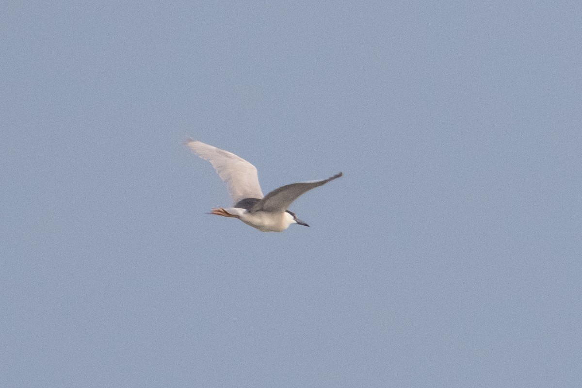 Black-crowned Night Heron - ML594012571