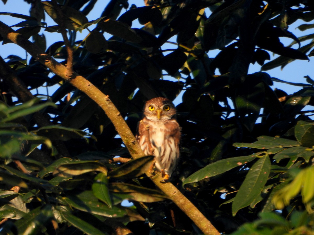 Ferruginous Pygmy-Owl - ML594012971
