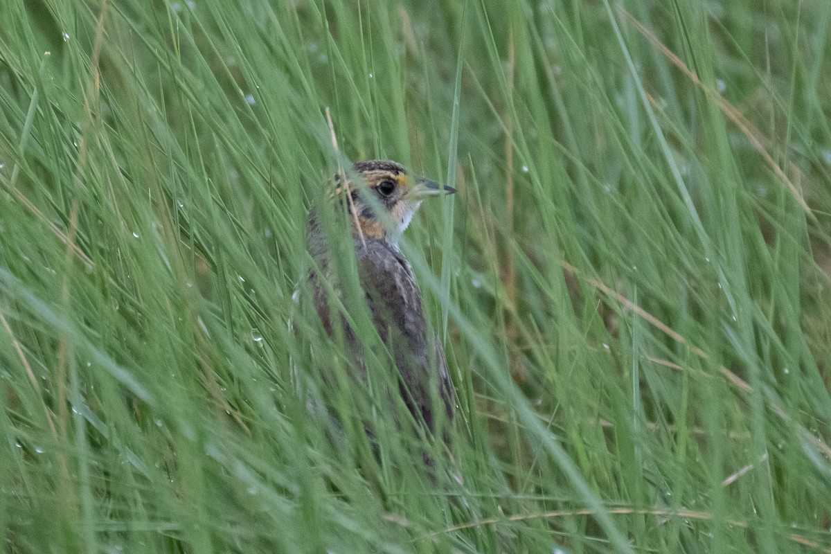 Saltmarsh Sparrow - Scott Dresser