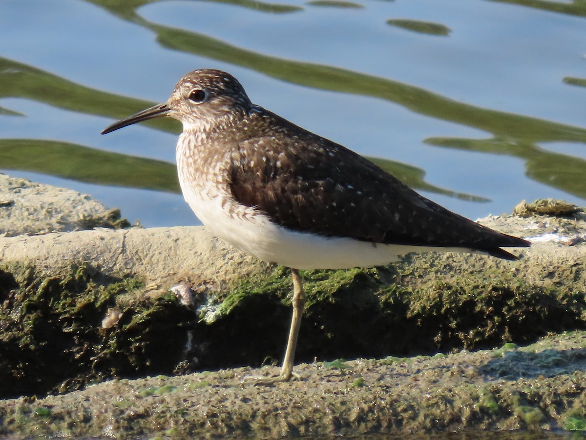 Solitary Sandpiper - Jim Proffitt