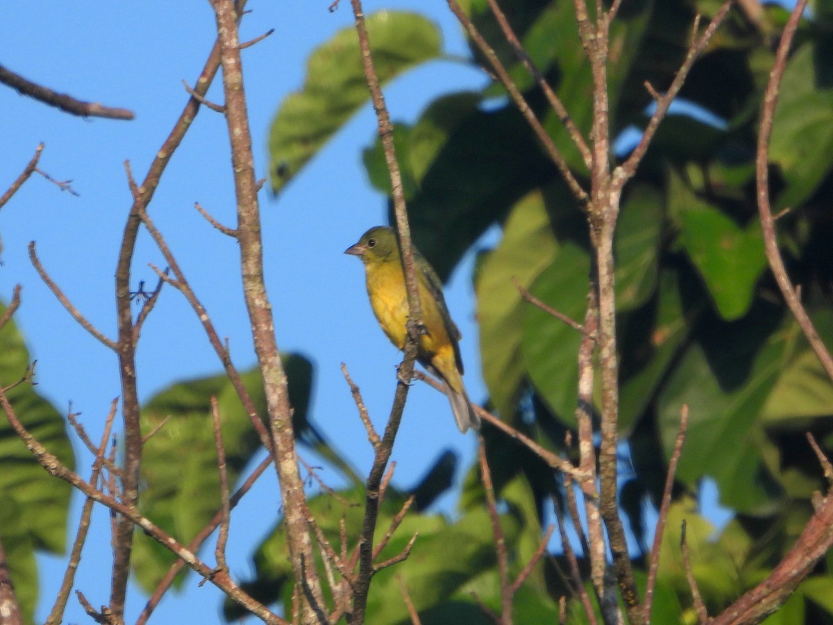 Painted Bunting - bob butler