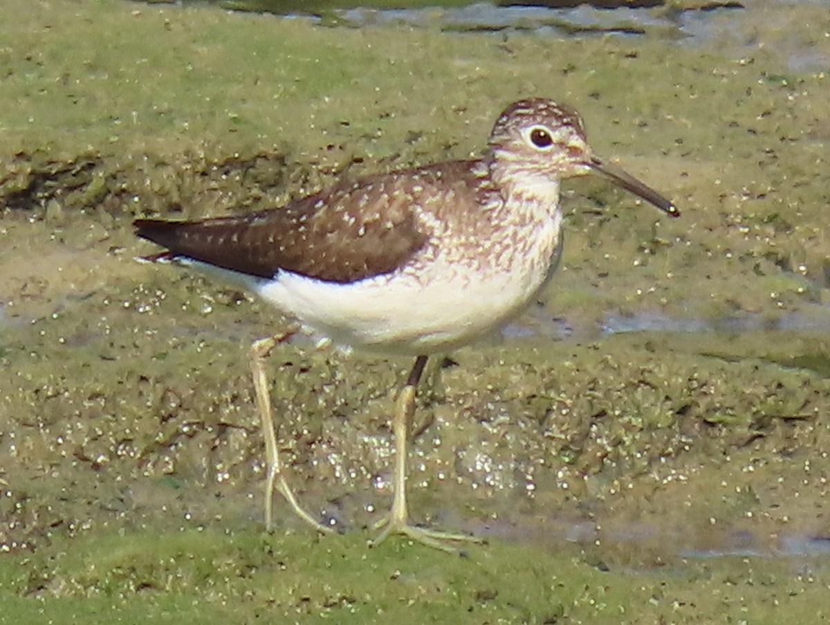 Solitary Sandpiper - Jim Proffitt