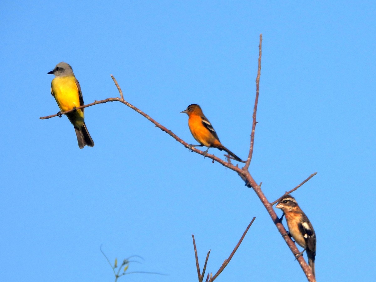 Couch's Kingbird - bob butler