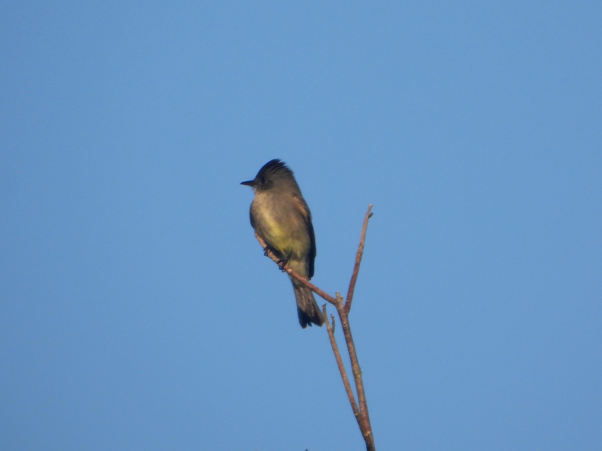 Northern Tropical Pewee - ML594014641