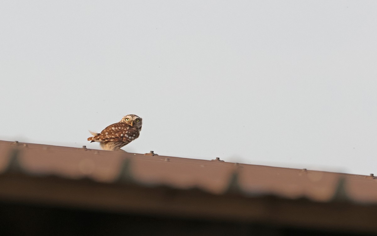 Little Owl - ML594015271