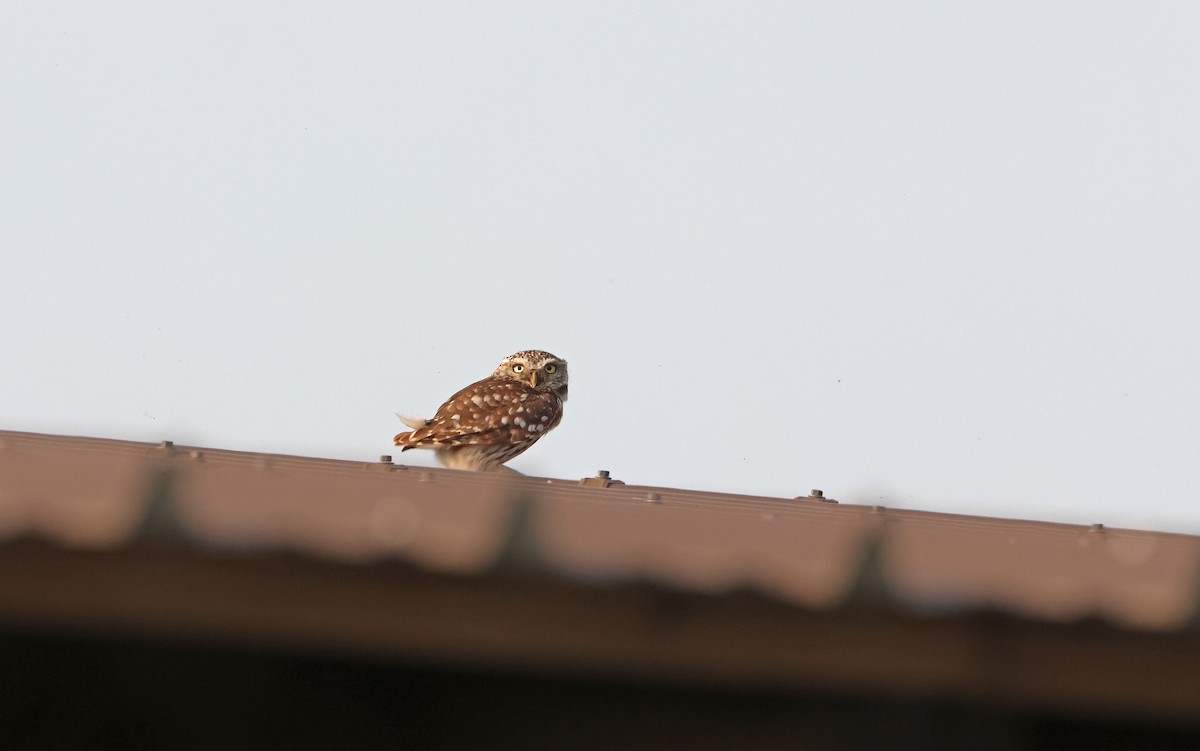 Little Owl - ML594015281