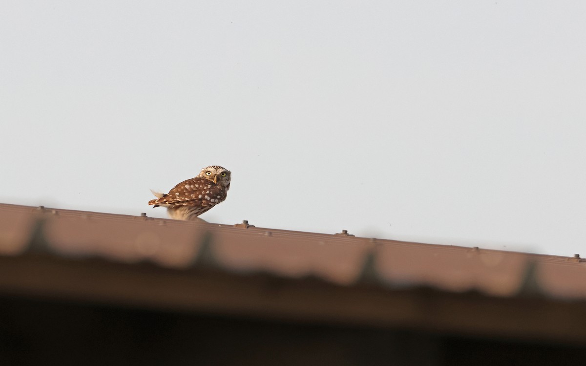 Little Owl - ML594015291