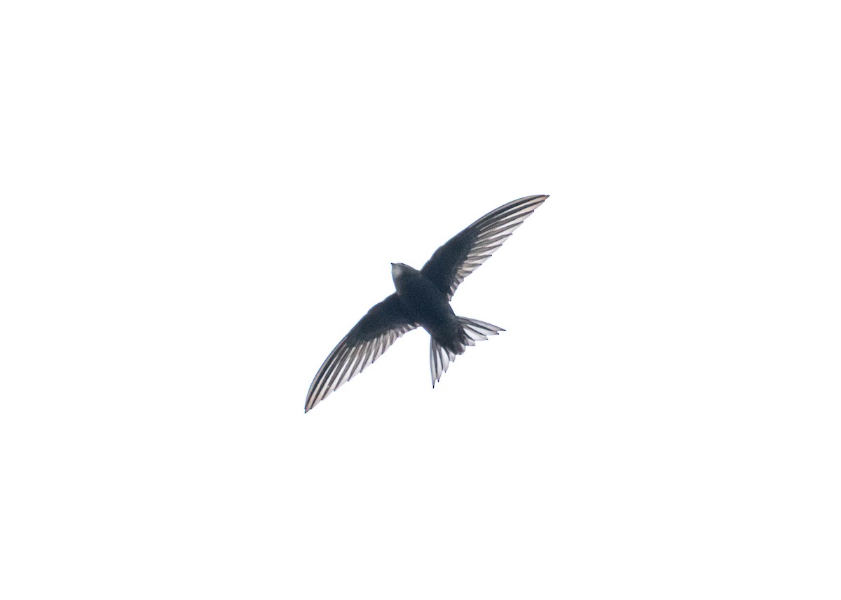 Common Swift - David Provencher