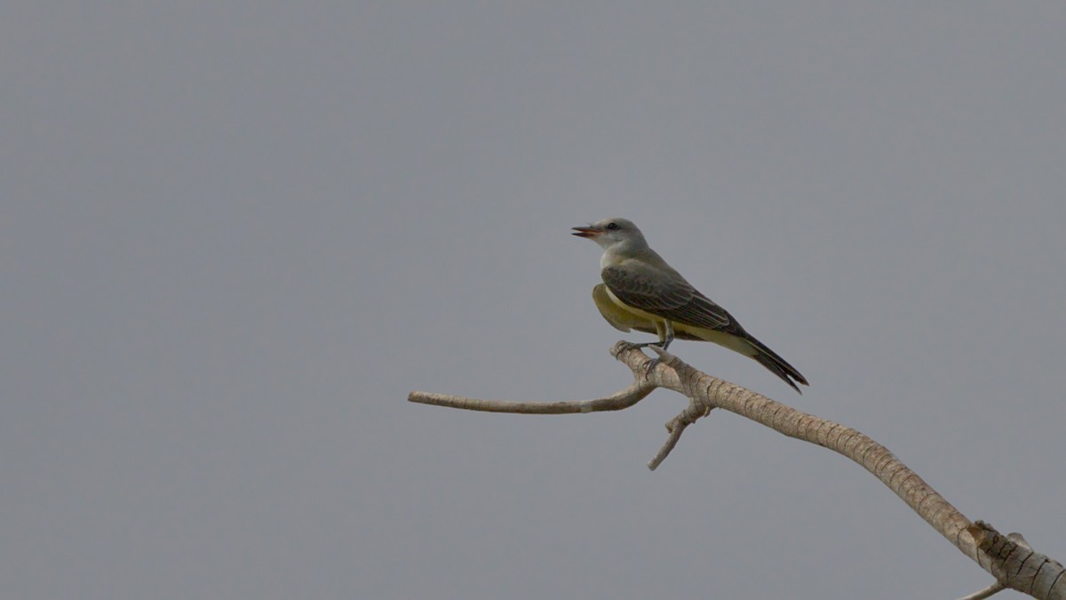 Western Kingbird - ML594016321