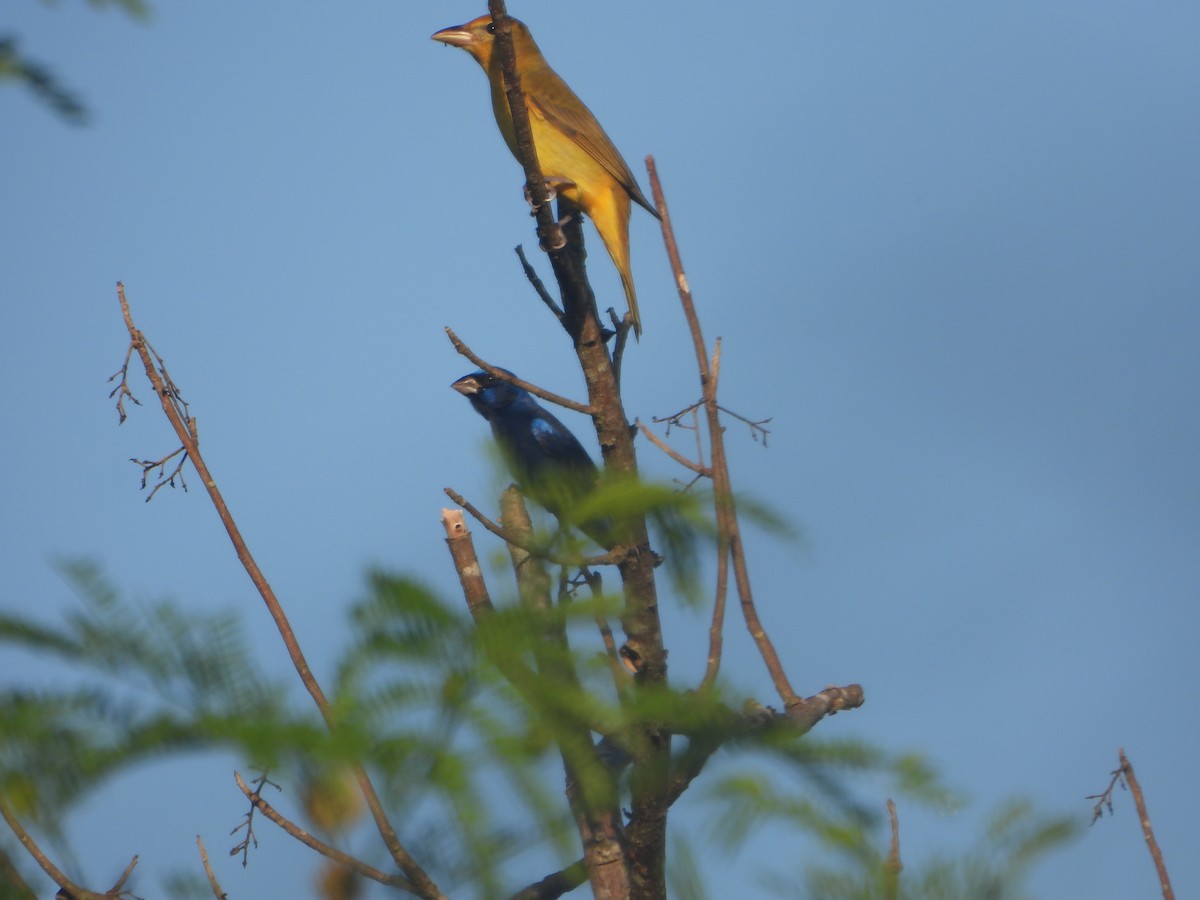 Blue Bunting - ML594016331