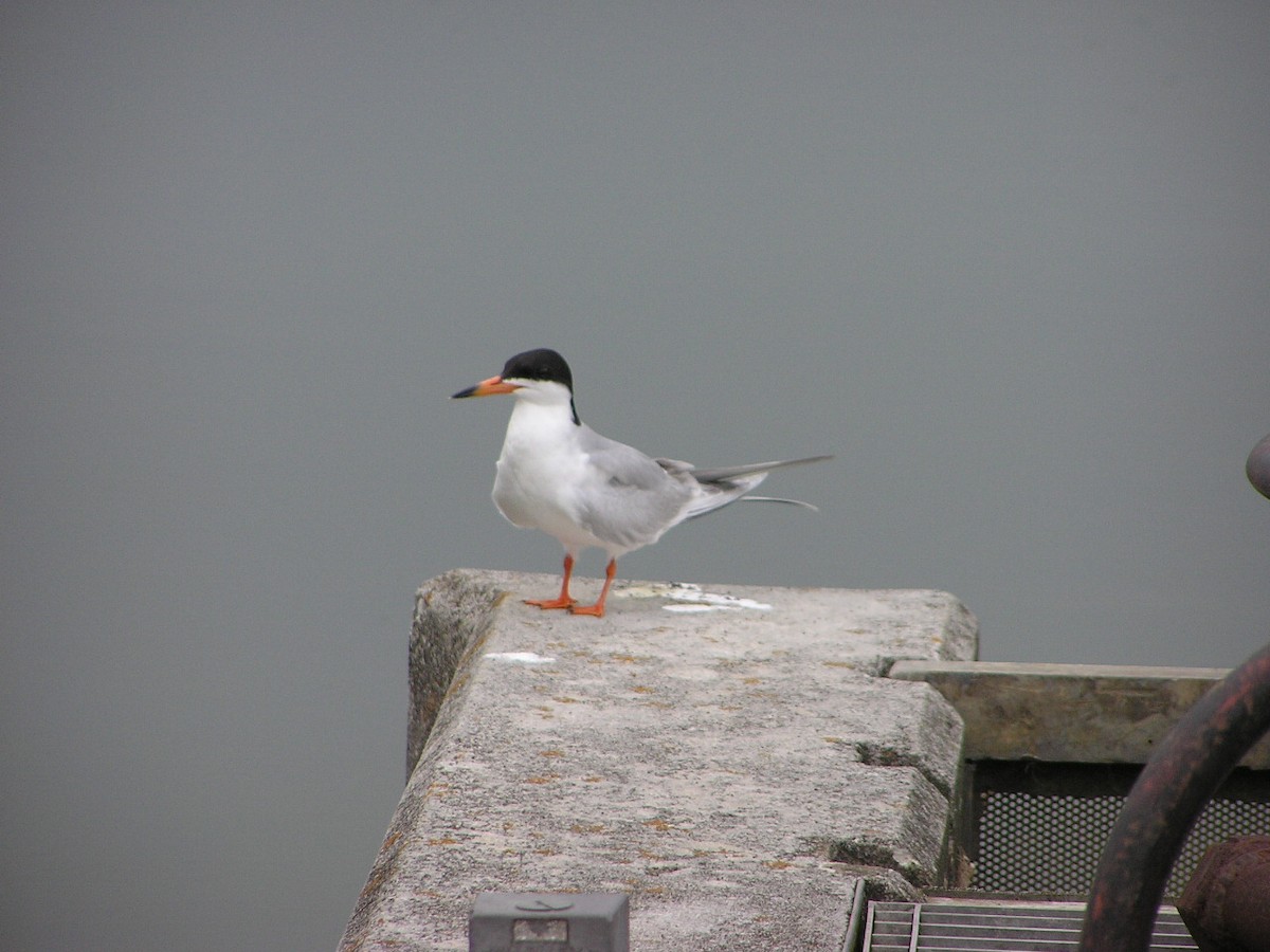 Forster's Tern - ML594016671