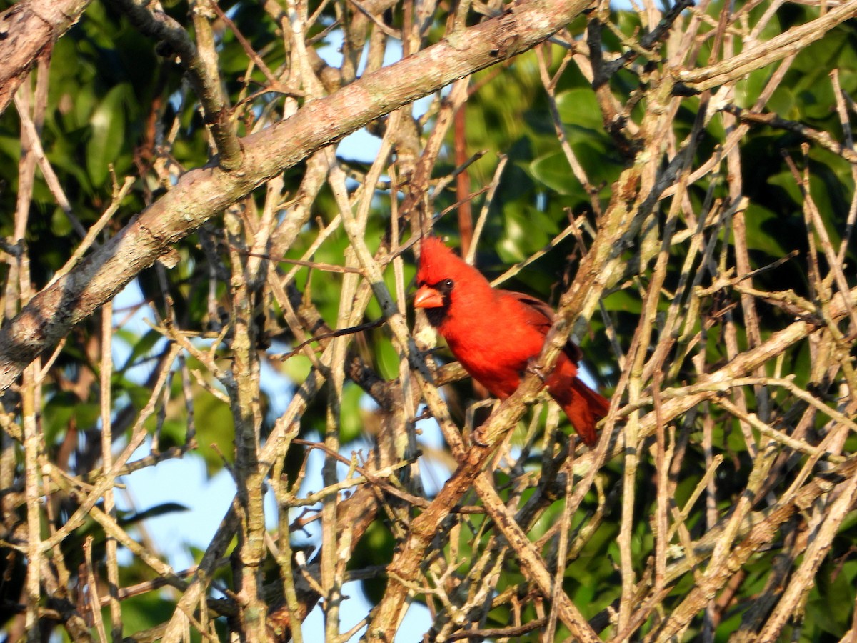 Northern Cardinal - ML594017451