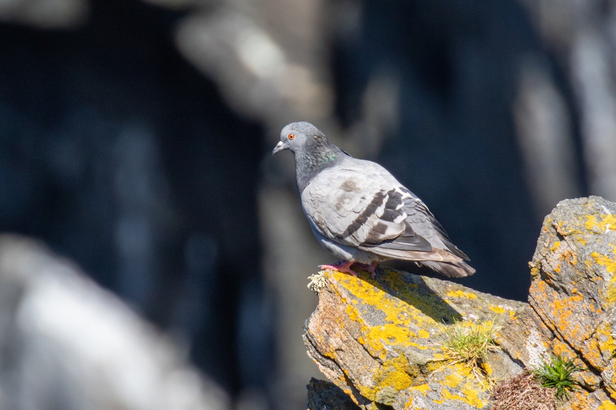 Rock Pigeon (Wild type) - ML594017491