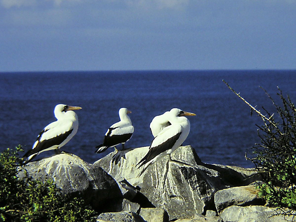 Nazca Booby - ML594017731