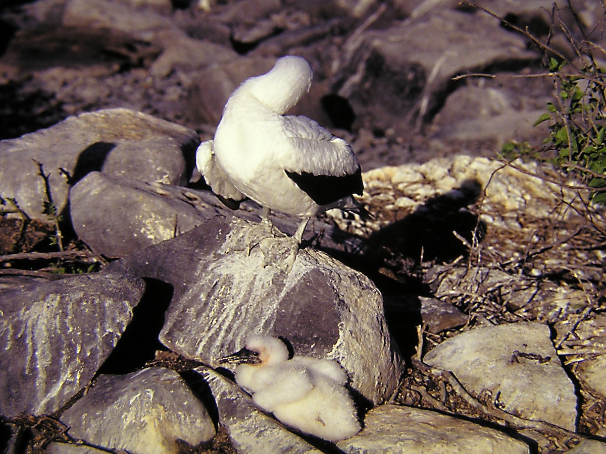 Nazca Booby - Erkki Lehtovirta